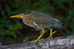 Green Heron